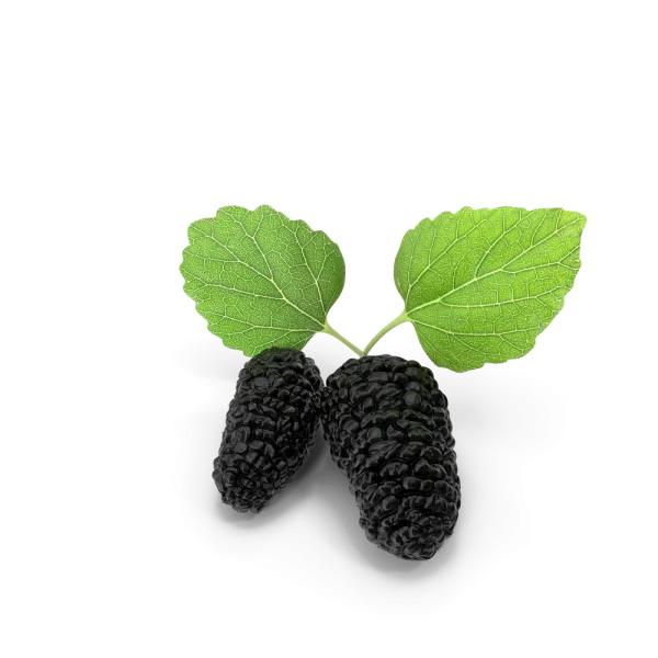 Mulberry Mulberry