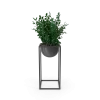 House Showpiece Plant