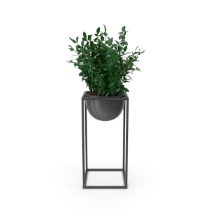 House Showpiece Plant