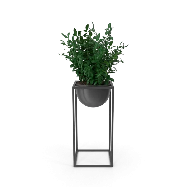 House Showpiece Plant