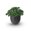 Plant Pot Plant Pot