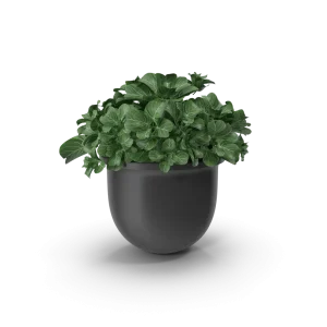 Plant Pot