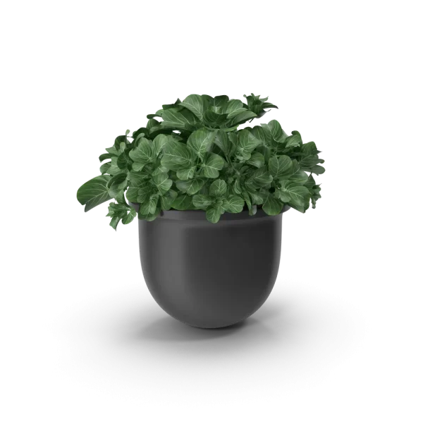 Plant Pot Plant Pot
