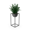 House Showpiece Plant