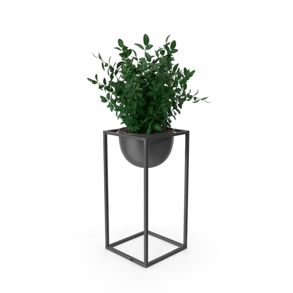 House Showpiece Plant