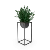 House Showpiece Plant