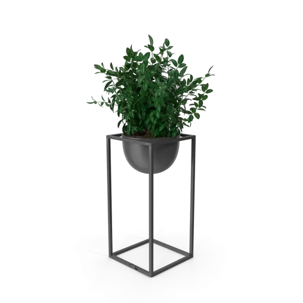 House Showpiece Plant
