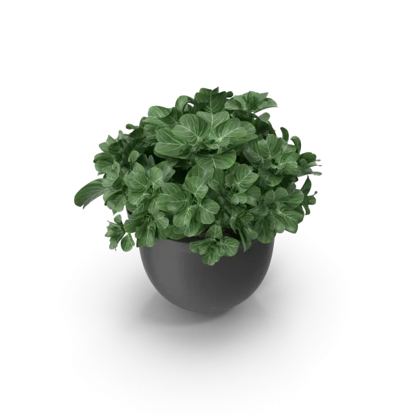 Plant Pot Plant Pot