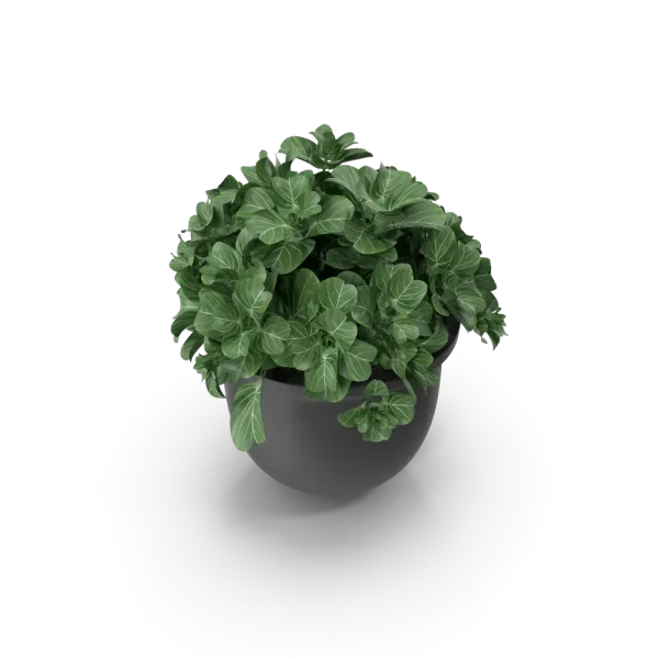 Plant Pot Plant Pot